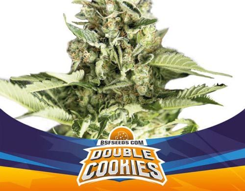SensorySeeds Planta Double Cookies Autofloreciente