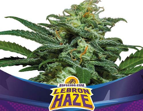 SensorySeeds Planta Lebron Haze Autofloreciente