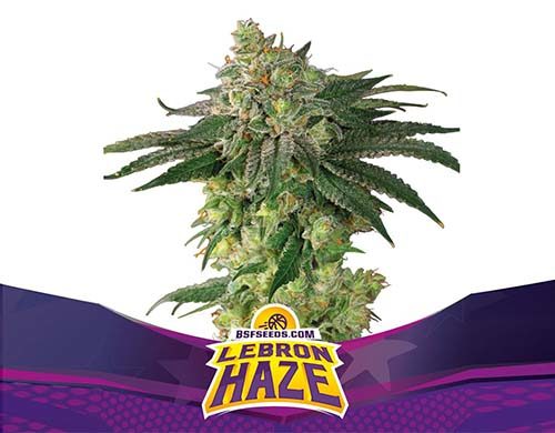 SensorySeeds Planta Lebron Haze Feminizada