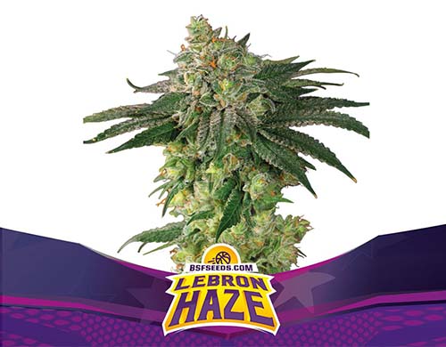 SensorySeeds Planta Lebron Haze Feminizada