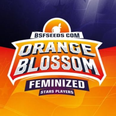Logo de Orange Blossom de semillas feminizadas