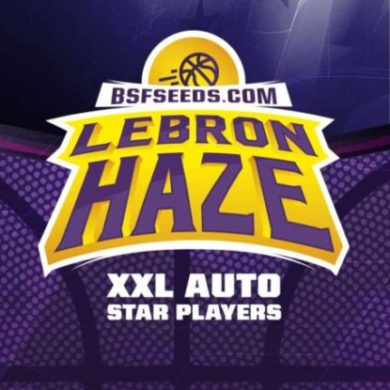 Logo semillas autoflorecientes de Lebron Haze