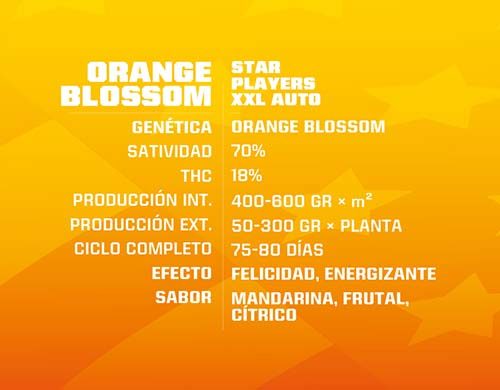 SensorySeeds Descripción Semillas Orange Blossom Autoflorecientes