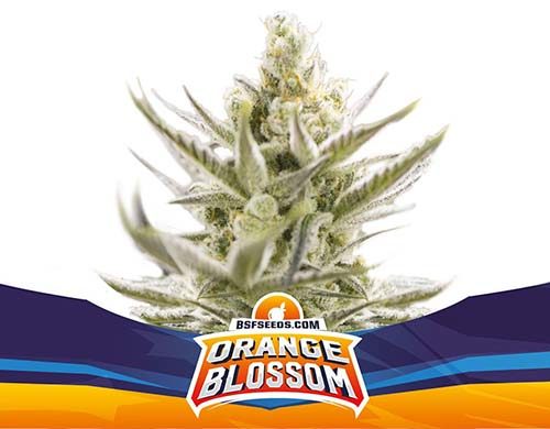 SensorySeeds Planta Orange Blossom Autofloreciente