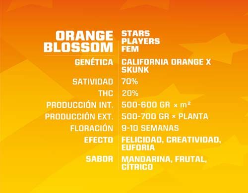SensorySeeds Descripción Semillas Orange Blossom Feminizadas