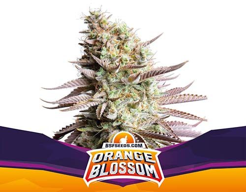 SensorySeeds Planta Orange Blossom Feminizada