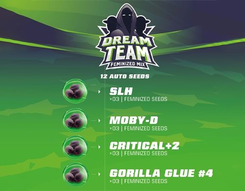 Descripcion del kit de semillas de marihuana Dream team Feminized Mix