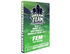 Kit Dream team Feminized Mix de semillas de marijuana 
