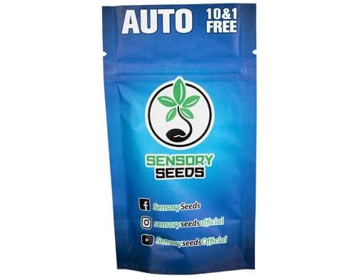 Descripción de semillas autoflorecientes de cannabis a granel de Gorilla Glue 4