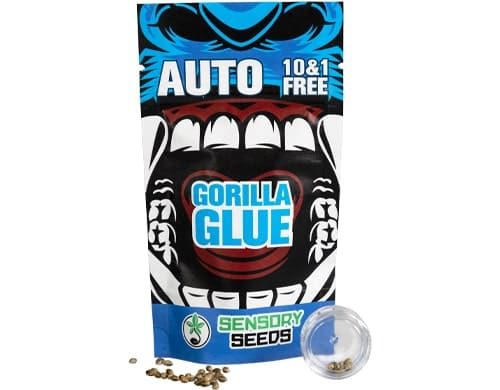 Paquete de semillas autoflorecientes de cannabis a granel de Gorilla Glue 4