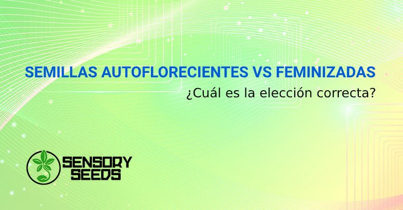 Autoflorecientes vs Feminizadas 【 Diferencias Importantes 】