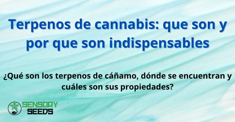 Terpenos de cannabis: que son