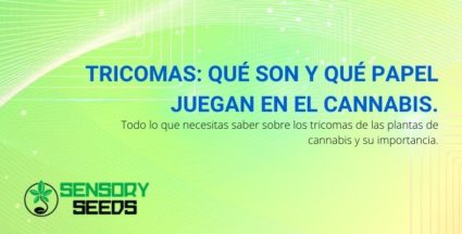 Tricomas: qué son y qué papel juegan en el Cannabis.