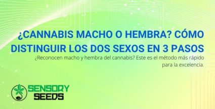 Cómo distinguir el cannabis masculino del cannabis femenino