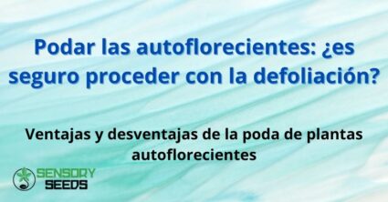 Podar las autoflorecientes: ¿es seguro proceder con la defoliación?