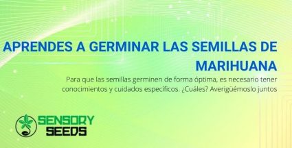 ¿Cuál es el mejor método para germinar semillas de cannabis?