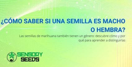 Cómo distinguir entre semillas de cannabis femeninas y masculinas