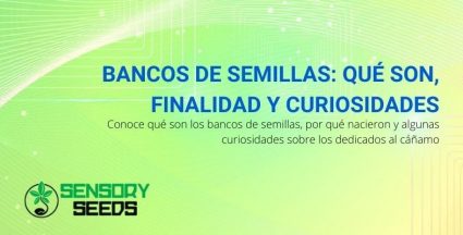 Que son los bancos de semillas, su finalidad y algunas curiosidades sobre los dedicados al cáñamo