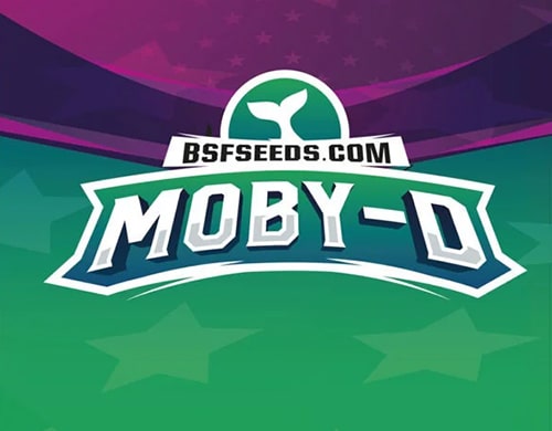 Moby-D xxl auto semillas autoflorecientes