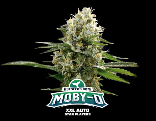 semillas autoflorecientes Moby-D xxl auto