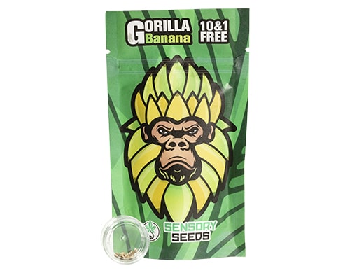 semillas feminizadas gorilla banana