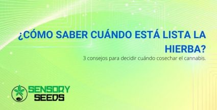 3 consejos para saber cuándo el césped está listo