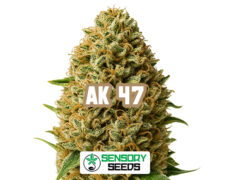 Inflorescencia resinosa de la variedad AK 47 de Sensoryseeds