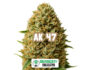 19710 Inflorescencia resinosa de la variedad AK 47 de Sensoryseeds