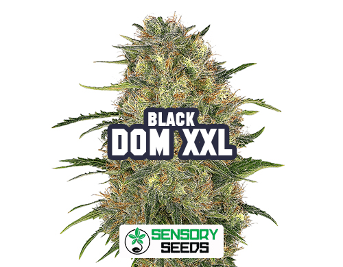 Inflorescencia resinosa de la variedad Black Dom XXL de Sensoryseeds
