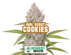 Inflorescencia resinosa de la variedad Girl Scout Cookiesde Sensoryseeds