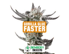 gorilla-glue-faster-sensoryseeds Inflorescencia resinosa de la variedad Gorilla Glue Faster de Sensoryseeds