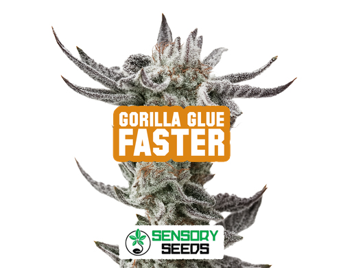 Inflorescencia resinosa de la variedad Gorilla Glue Faster de Sensoryseeds