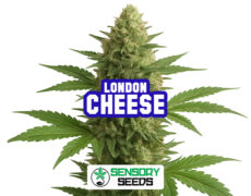 Inflorescencia resinosa de la variedad London Cheese de Sensoryseeds