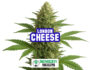 Inflorescencia resinosa de la variedad London Cheese de Sensoryseeds