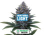 23466 Inflorescencia resinosa de la variedad Northern Light de Sensoryseeds