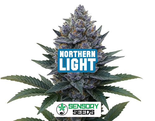 Inflorescencia resinosa de la variedad Northern Light de Sensoryseeds