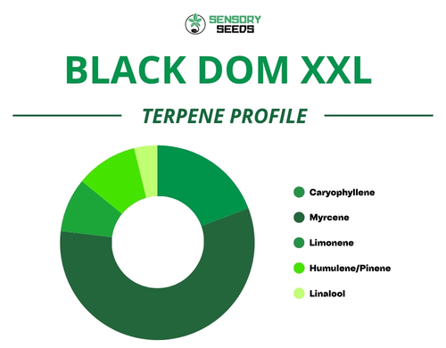 Gráfico circular del perfil de terpenos de la variedad Black Dom XXL