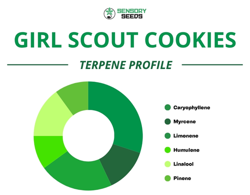 Gráfico circular del perfil de terpenos de la variedad Girl Scout Cookies