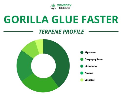 Gráfico circular del perfil de terpenos de la variedad Gorilla Glue Faster