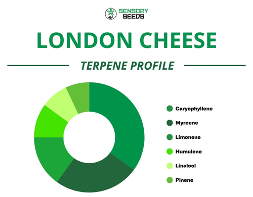 Gráfico circular del perfil de terpenos de la variedad London Cheese