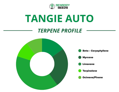 Gráfico circular del perfil de terpenos de la variedad Tangie Auto
