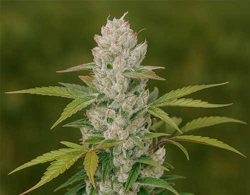 Planta de Girl Scout Cookiescultivada al aire libre en floración