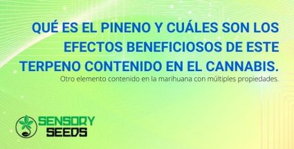 ¿Qué es el pineno y cuáles son sus beneficios?