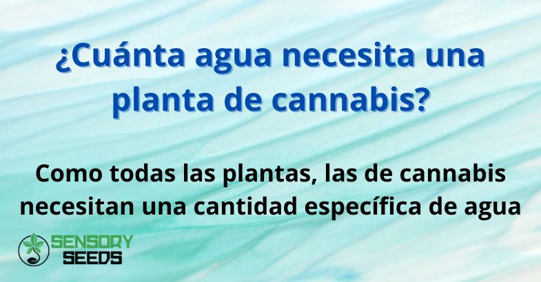 ¿Cuánta agua necesita una planta de cannabis?