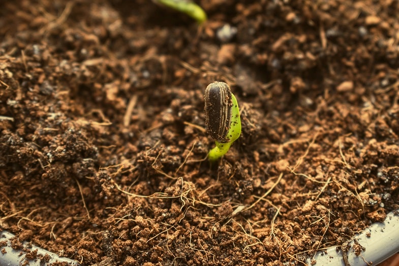 La fase de germinación es el primer paso en la vida de una planta de cannabis