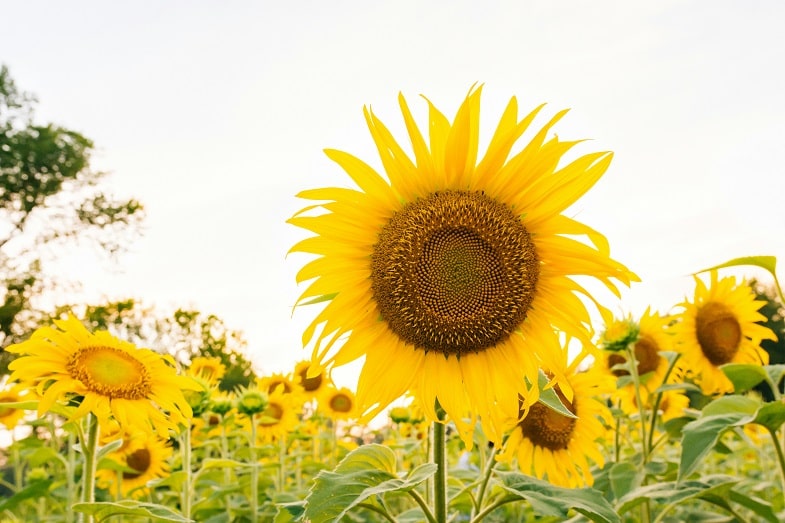 La fase de floración es cuando la planta produce sus flores