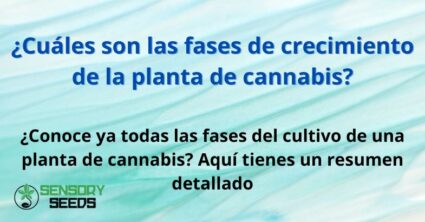 ¿Cuáles son las fases de crecimiento de la planta de cannabis?