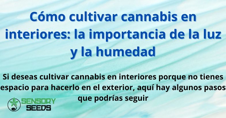 Cómo cultivar cannabis en interiores