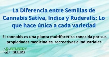 La Diferencia entre Semillas de Cannabis Sativa, Indica y Ruderalis