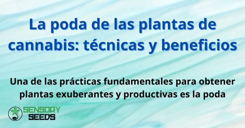 La poda de las plantas de cannabis: técnicas y beneficios